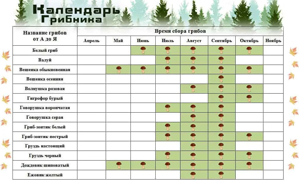 Календарь сбора грибов 1 часть