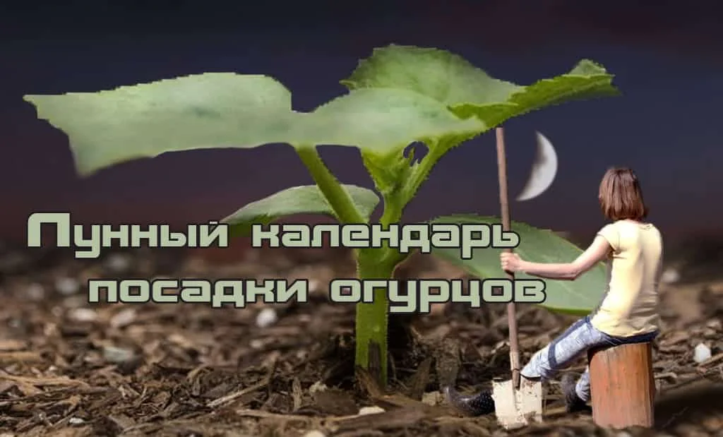 Лунный календарь высадки рассады огурцов в открытый грунт