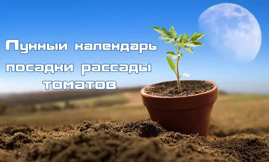 Лунный календарь посадки семян на рассаду томатов