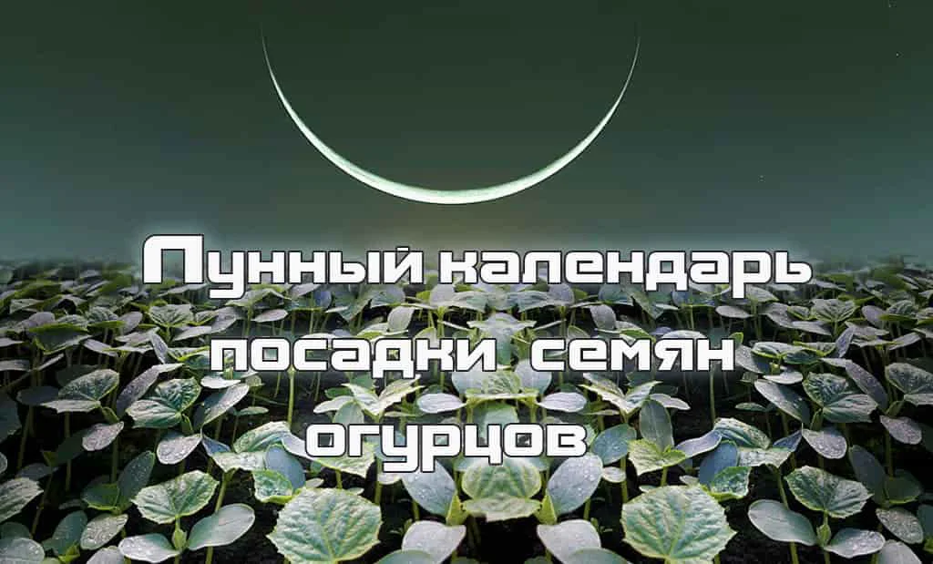 Лунный календарь посадки семян огурцов на рассаду