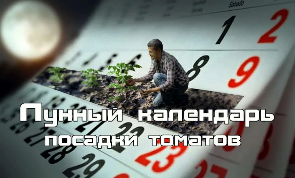 Лунный календарь посадки томатов в открытый грунт