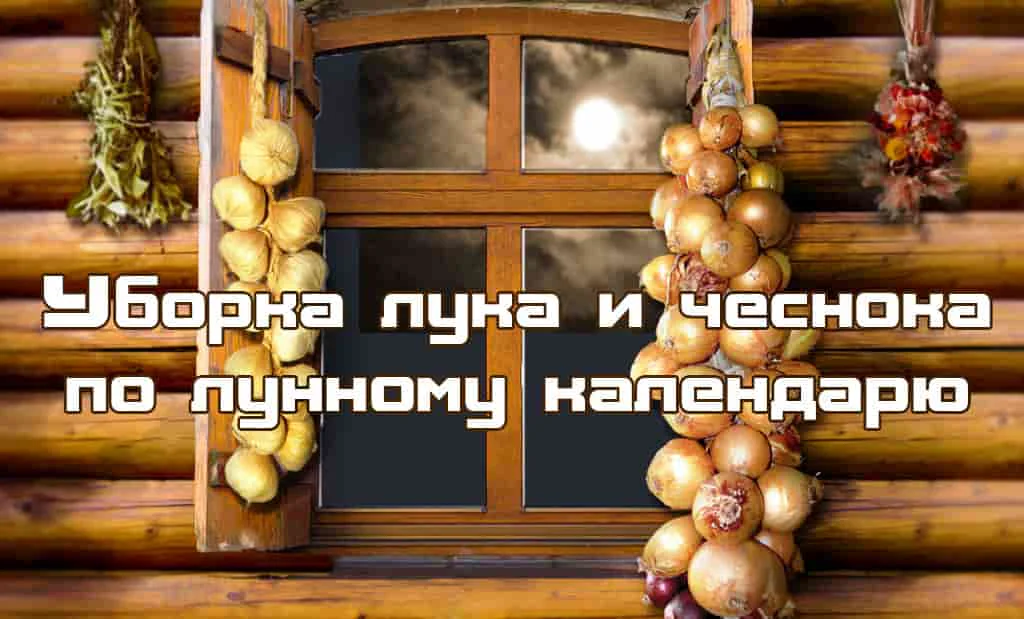 Уборка лука и чеснока по лунному календарю
