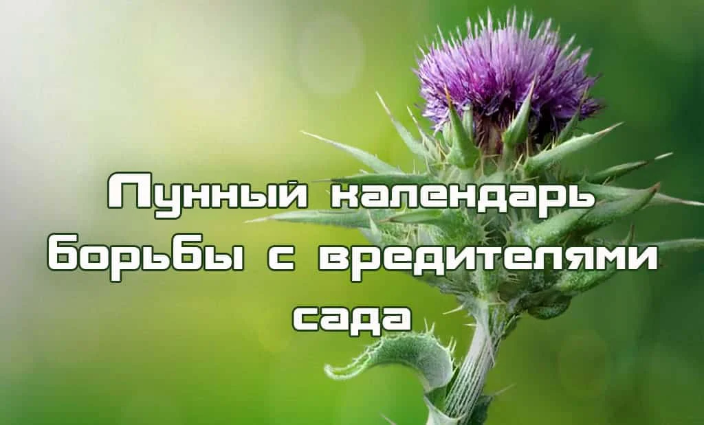 Лунный календарь борьбы с вредителями сада и огорода