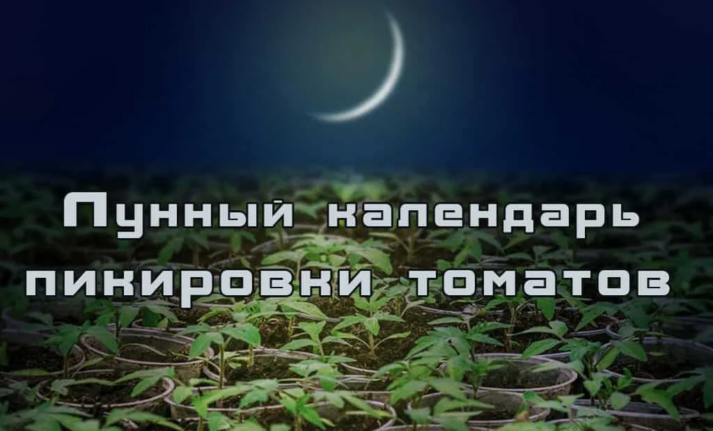 Лунный календарь пикировки томатов
