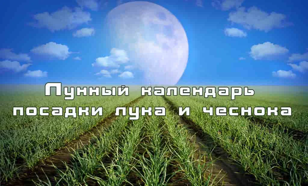 Лунный календарь посадки лука и чеснока под зиму