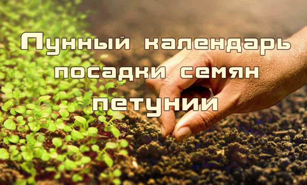 Лунный календарь посадки семян петунии на рассаду
