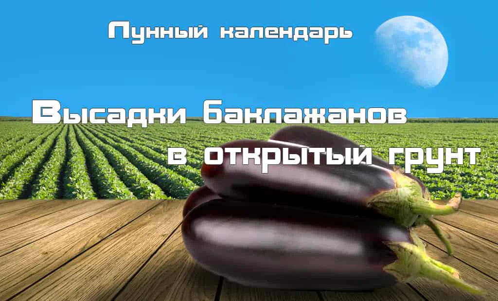Лунный календарь высадки баклажанов в открытый грунт