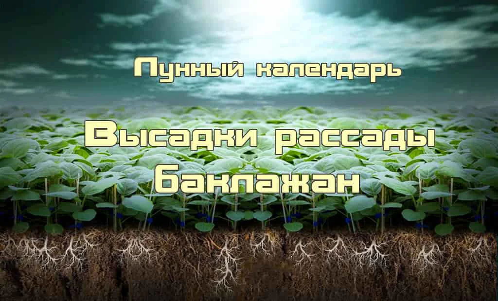 Лунный календарь высадки рассады баклажанов