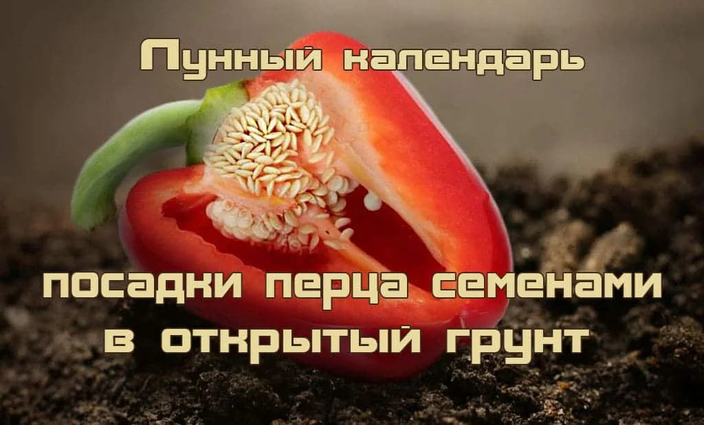 Лунный календарь посадки перца семенами в открытый грунт