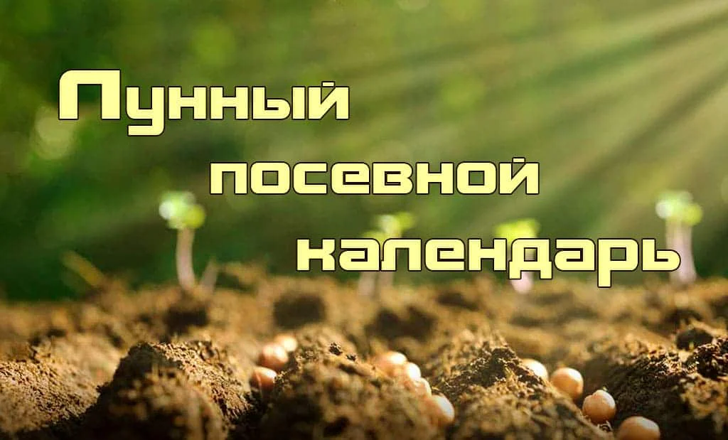 Главная 56 Лунный посевной календарь