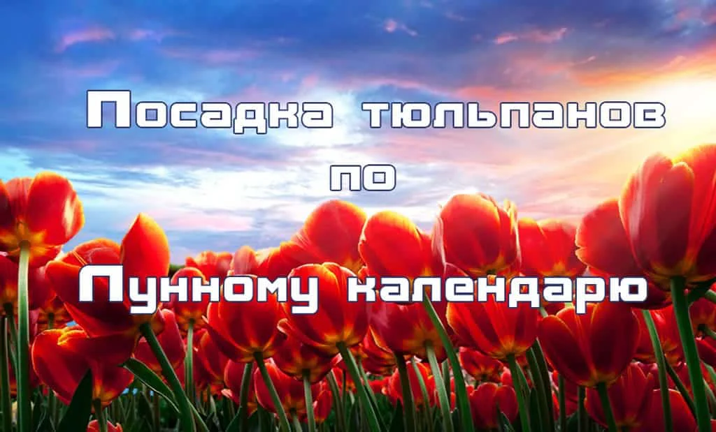 Посадка тюльпанов по Лунному календарю