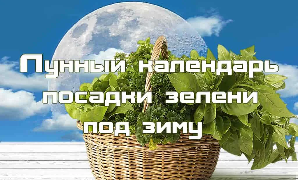 Лунный календарь посадки зелени под зиму