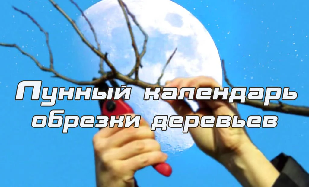Лунный календарь обрезки деревьев